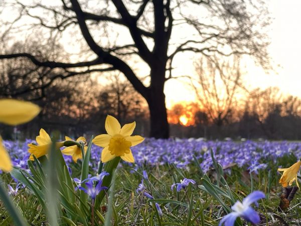 Das Bild zeigt eine Blumenwiese, im Sonnenuntergang ist am Horizont ein Wald zu sehen und ein etwas näherstehender Baum im Gegenlicht.