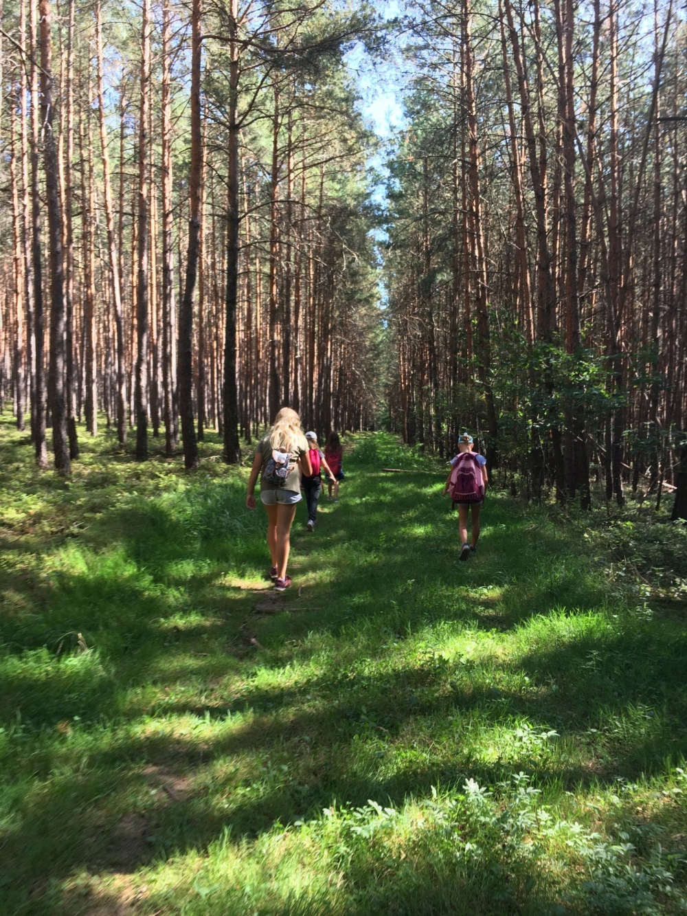 Mehrere Personen mit Rucksäcken gehen auf einem von Sonnenlicht durchfluteten Waldweg, der von hohen, schlanken Kiefern gesäumt ist. Der Boden ist mit grünem Gras bedeckt, und das Licht wirft Schattenmuster auf den Weg. Die Szene vermittelt einen sommerlichen Eindruck, da die Personen kurze Kleidung tragen.